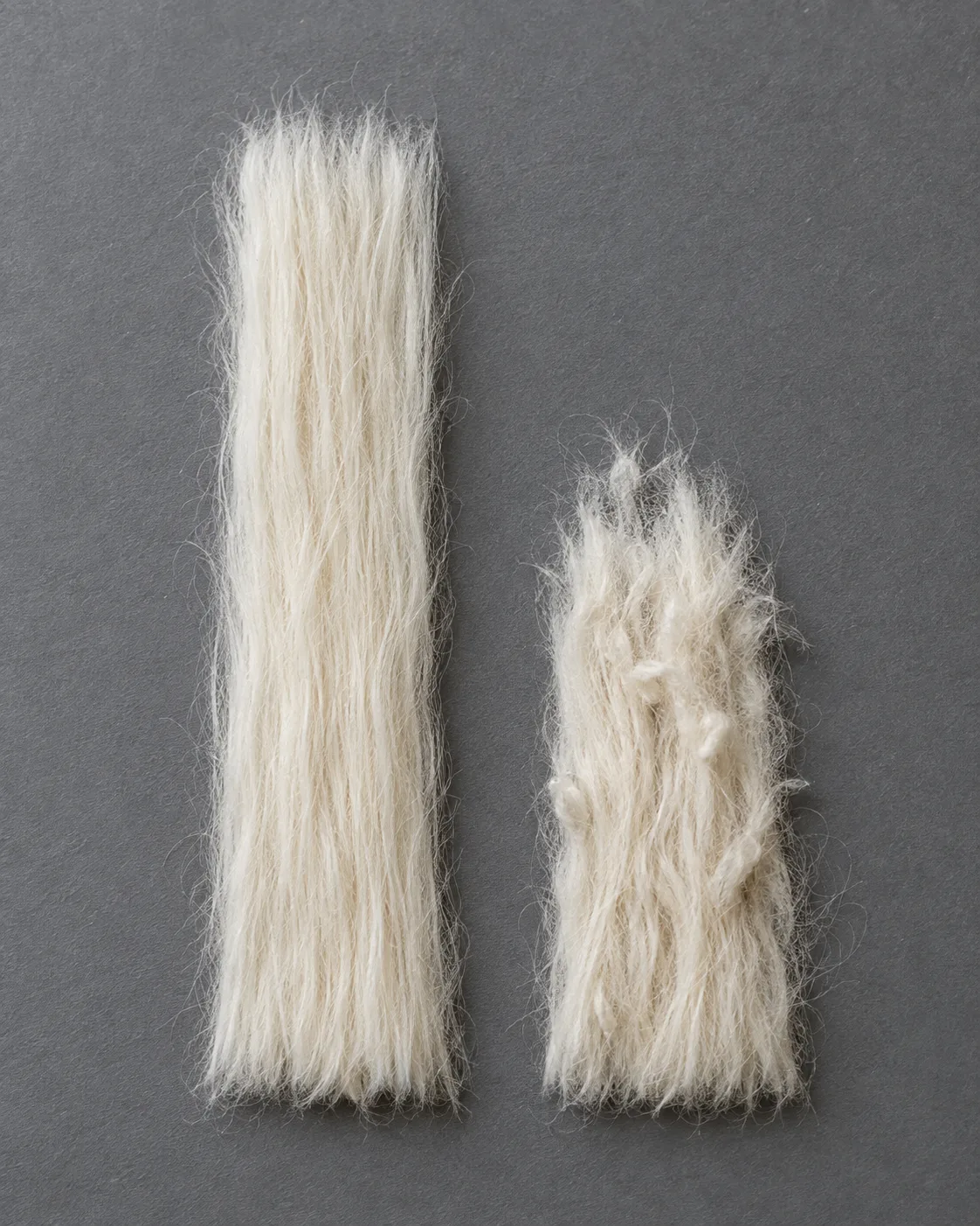 Two cream cotton tufts on grey stone: longer loose fibres on the left and shorter loose fibres on the right